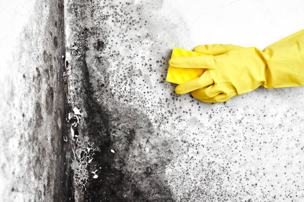 Best HVAC Mold Inspection and Cleaning  in Thermalito, CA
