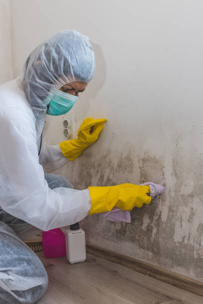 Thermalito, CA Mold Removal Company