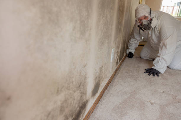 Best Mold Odor Removal Services  in Thermalito, CA